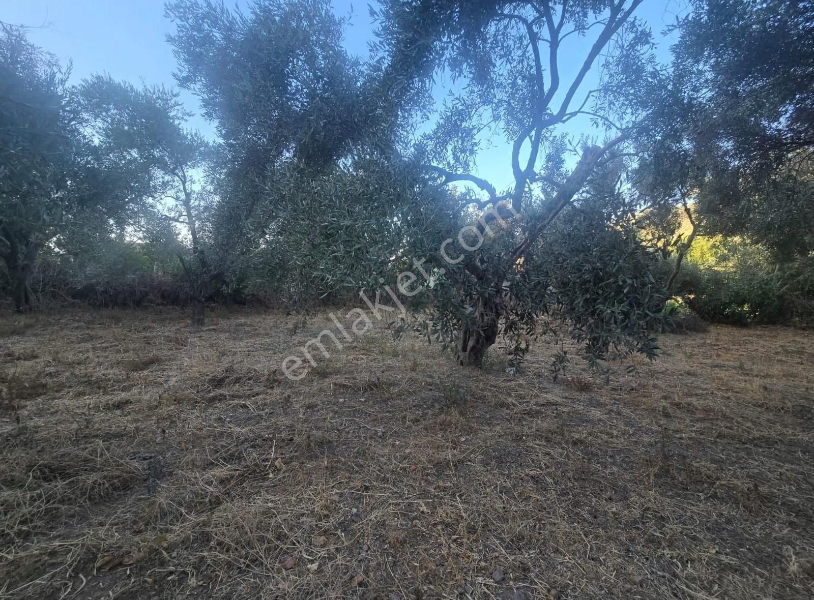 Tire Arslan Emlaktan Büyükkale Köy İçinde Avlulu Ev Ve Arsa - Görsel 15