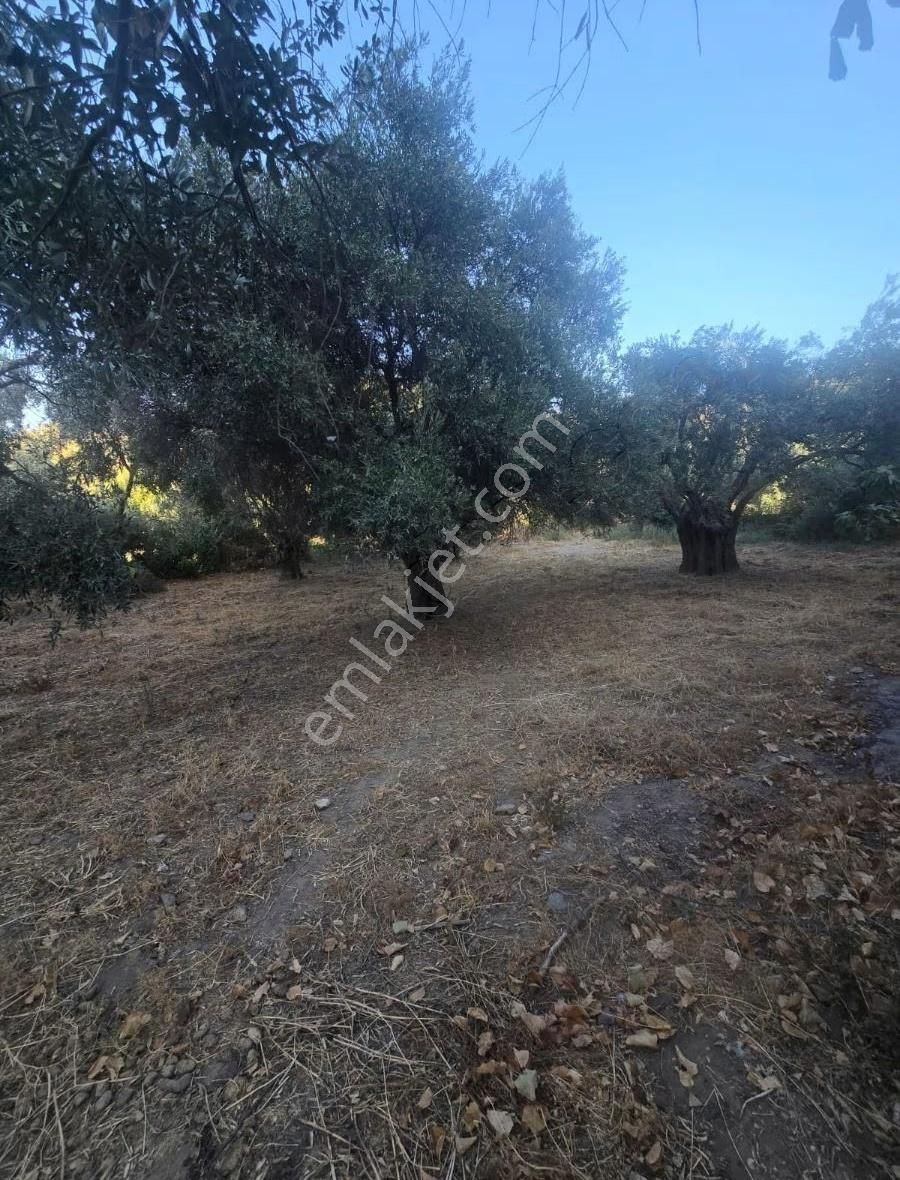 Tire Arslan Emlaktan Büyükkale Köy İçinde Avlulu Ev Ve Arsa - Görsel 12