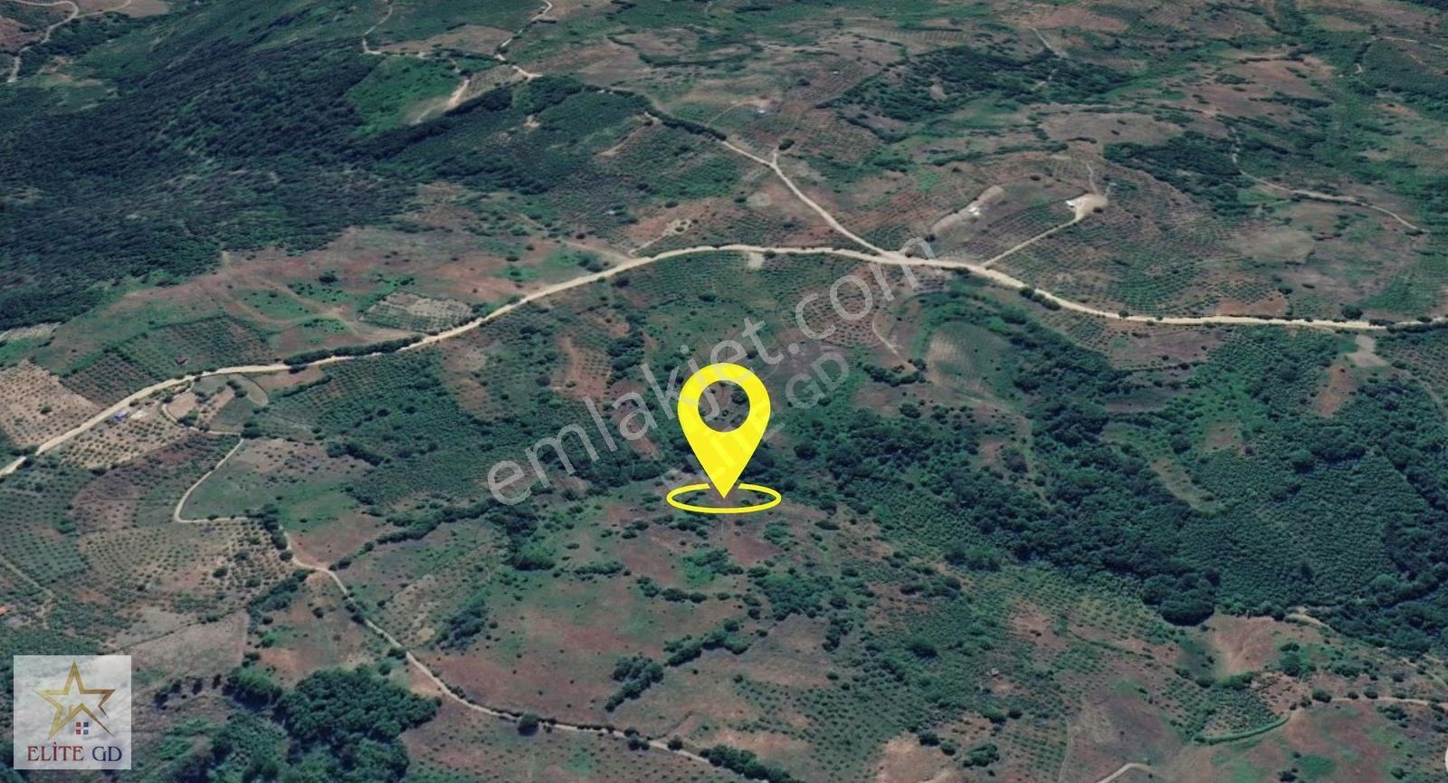2.209 M2 Kadastro Yolu Olan Yığılca Hacılrda Fırsat Fındık Bah. - Görsel 6