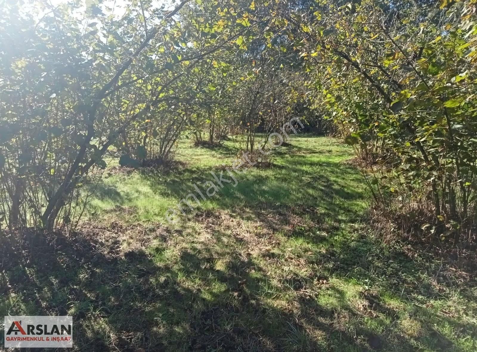 Kandıra Kırkarmutta 18o Ocaklık Fındık Bahçesi 1302m2 - Görsel 7