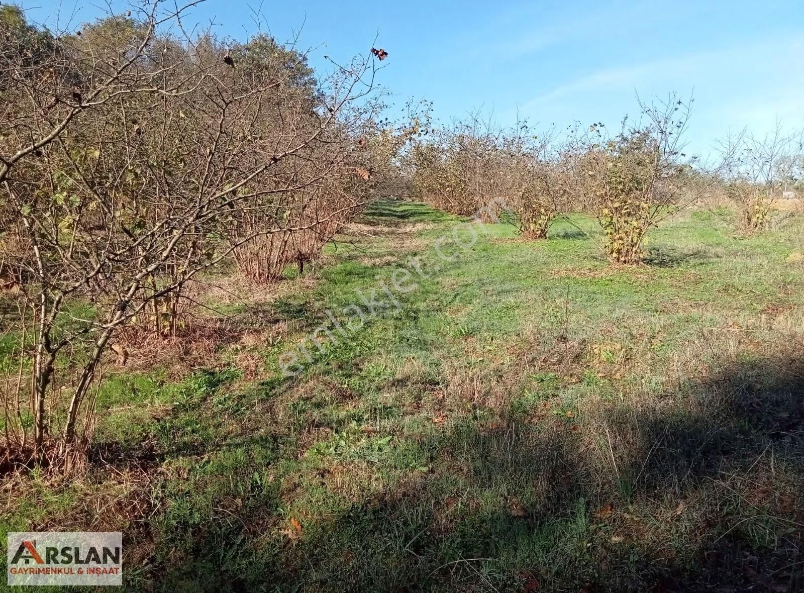 Kandıra Kırkarmutta 18o Ocaklık Fındık Bahçesi 1302m2 - Görsel 6