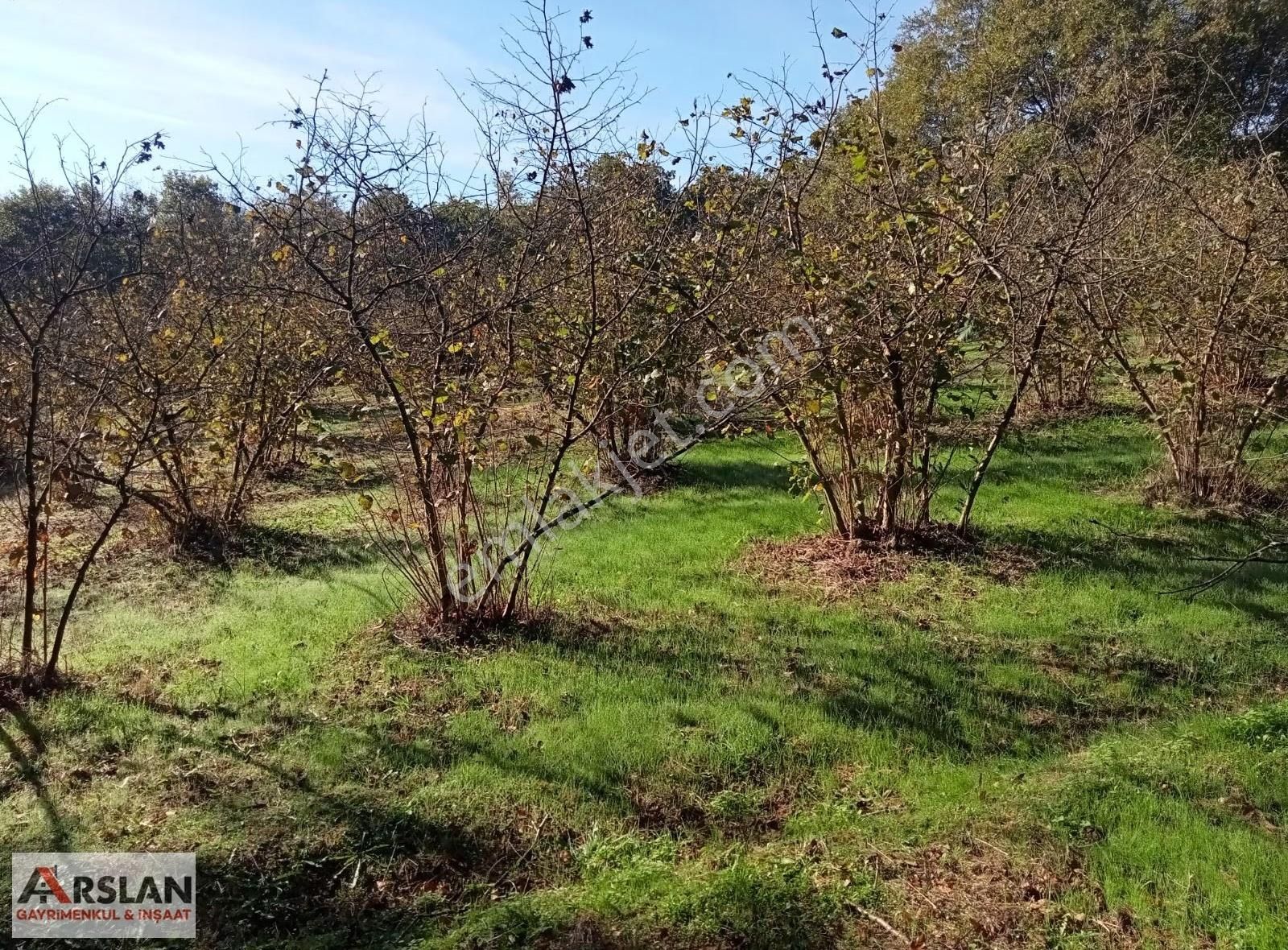Kandıra Kırkarmutta 18o Ocaklık Fındık Bahçesi 1302m2
