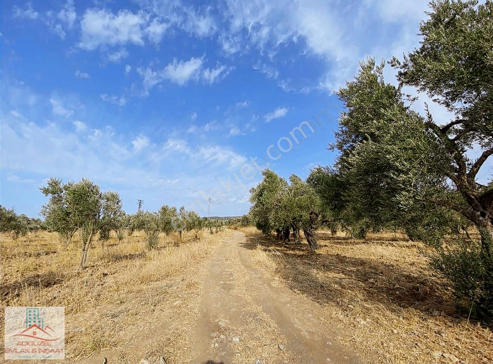 Kemalpaşa Asfaltına Yakın Satılık Bakımlı Zeytinlik - Görsel 7