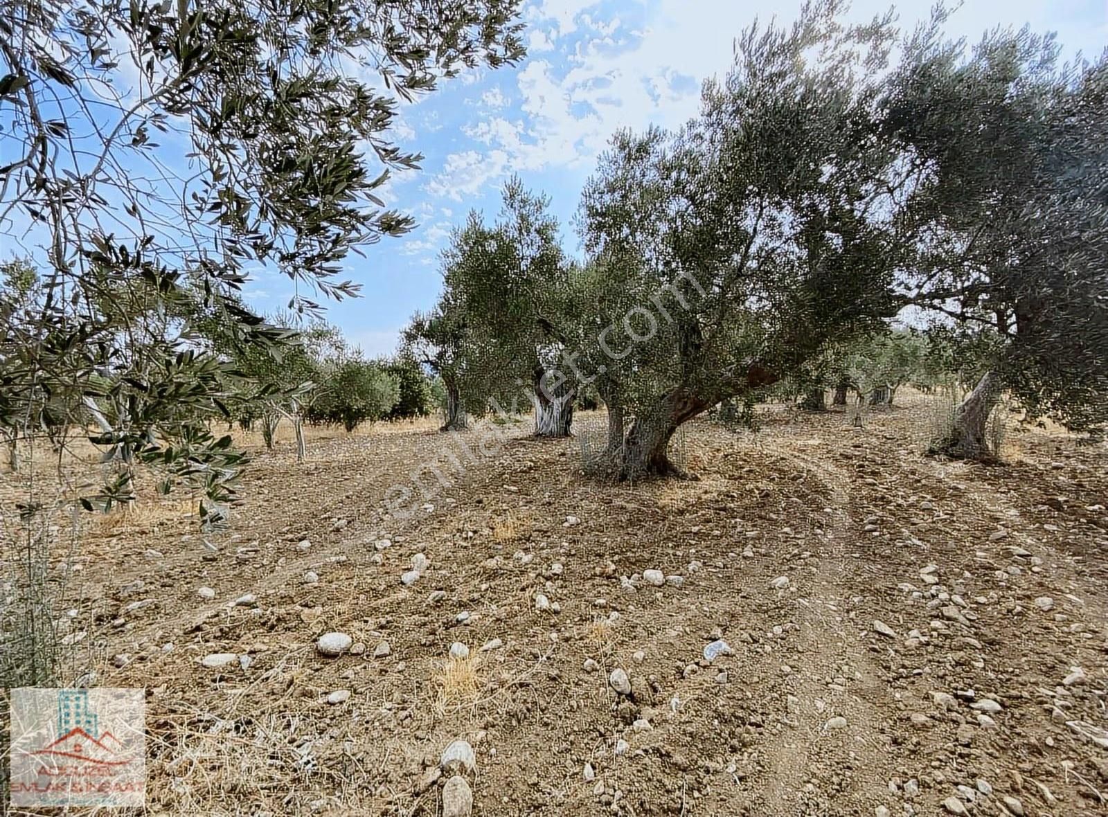 Kemalpaşa Asfaltına Yakın Satılık Bakımlı Zeytinlik
