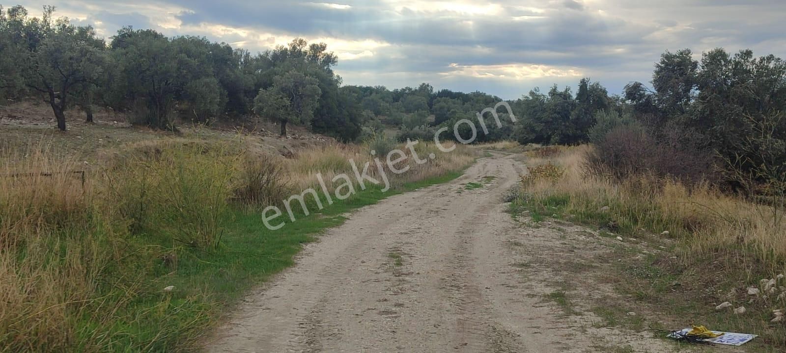 🌿 Ayvalık Gazikemalpaşa’da Yol Önü Zeytinlik – 7.023 M² - Görsel 3
