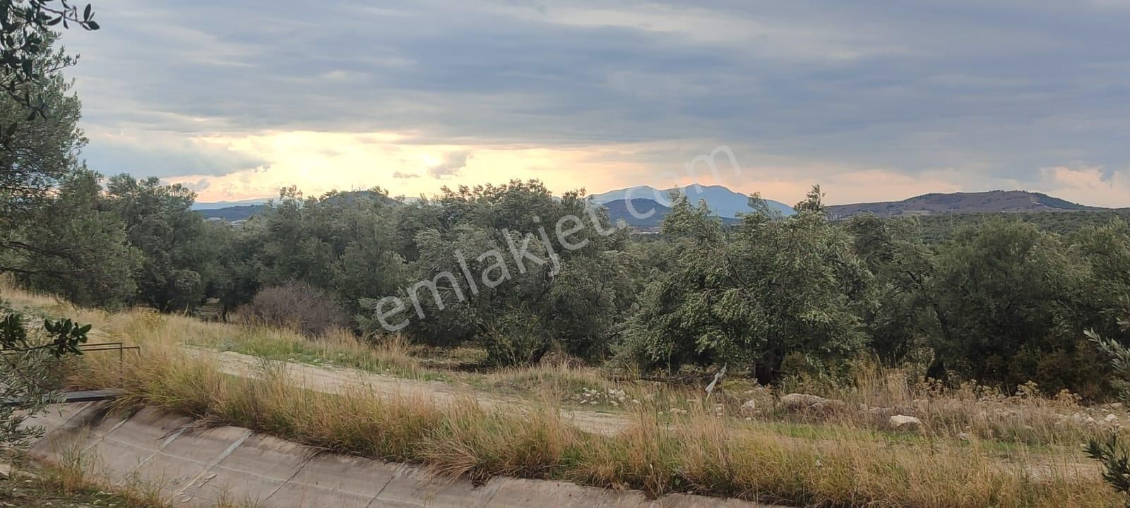 🌿 Ayvalık Gazikemalpaşa’da Yol Önü Zeytinlik – 7.023 M² - Görsel 10