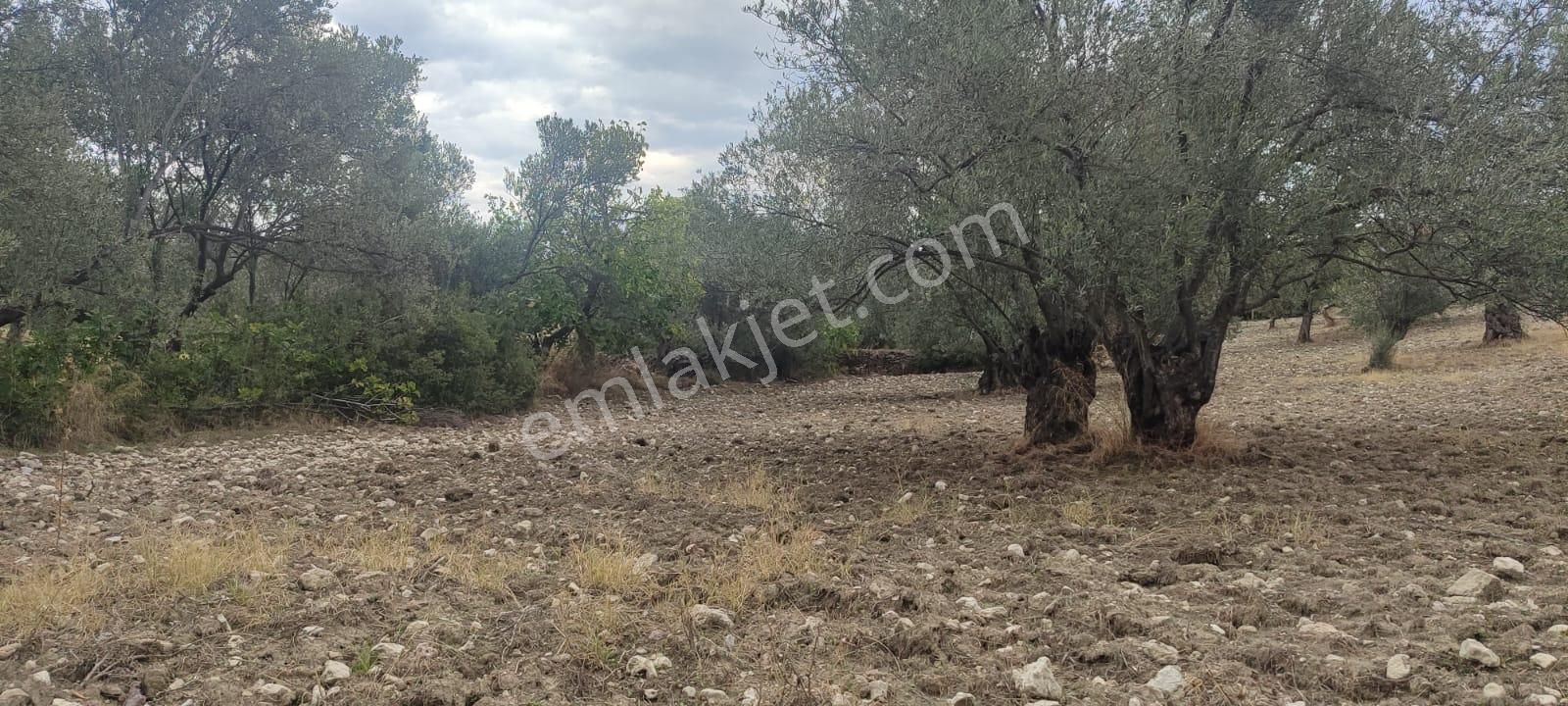 🌿 Ayvalık Gazikemalpaşa’da Yol Önü Zeytinlik – 7.023 M² - Görsel 15