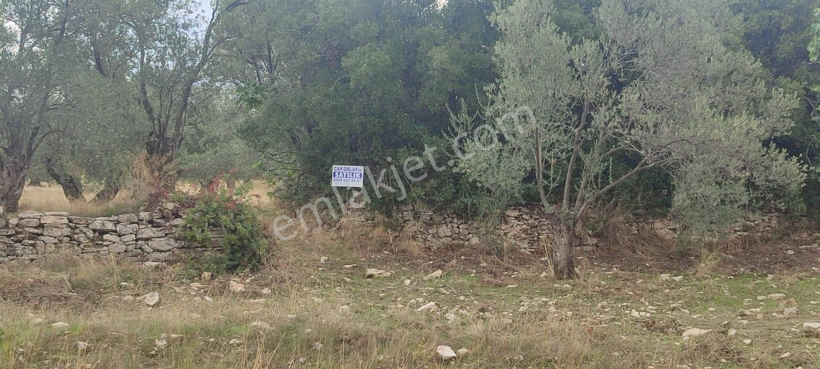 🌿 Ayvalık Gazikemalpaşa’da Yol Önü Zeytinlik – 7.023 M² - Görsel 2