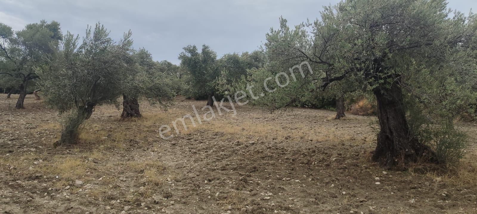 🌿 Ayvalık Gazikemalpaşa’da Yol Önü Zeytinlik – 7.023 M² - Görsel 14