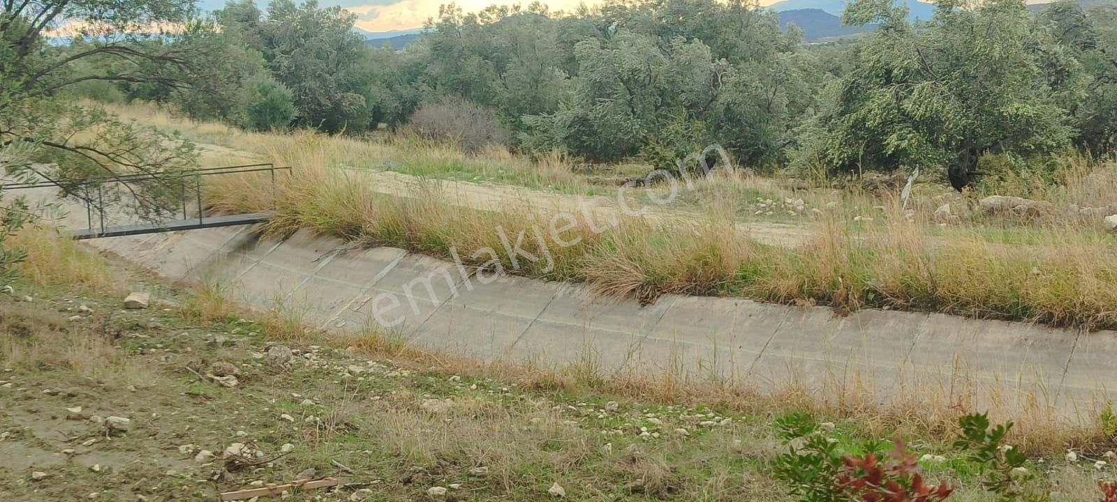 🌿 Ayvalık Gazikemalpaşa’da Yol Önü Zeytinlik – 7.023 M² - Görsel 9