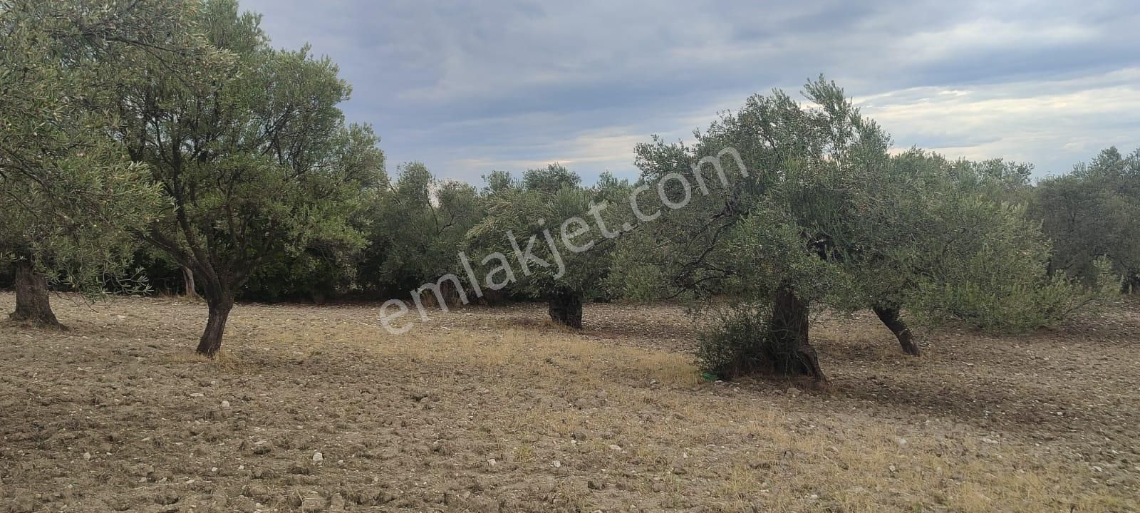 🌿 Ayvalık Gazikemalpaşa’da Yol Önü Zeytinlik – 7.023 M² - Görsel 7