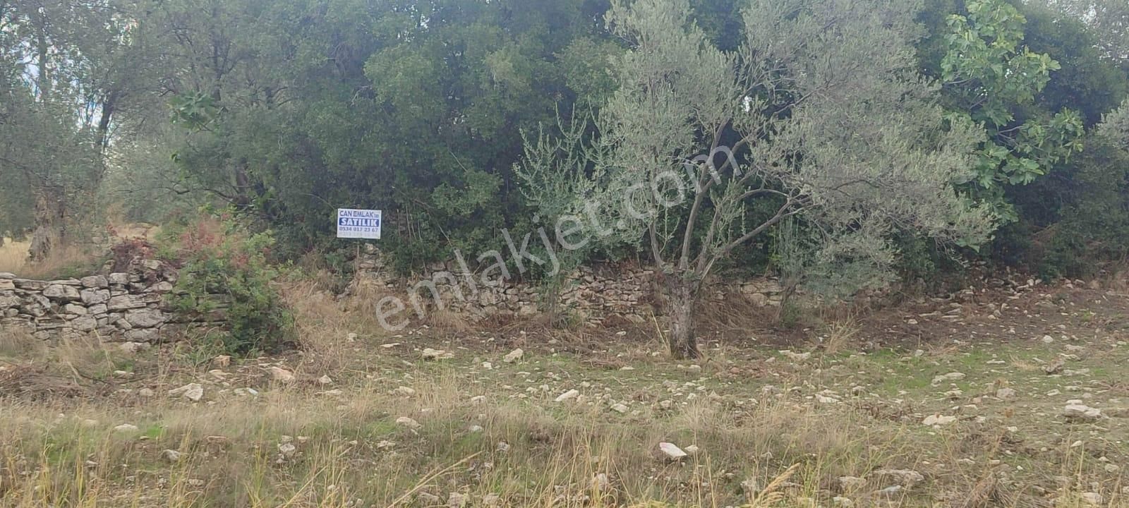🌿 Ayvalık Gazikemalpaşa’da Yol Önü Zeytinlik – 7.023 M² - Görsel 4