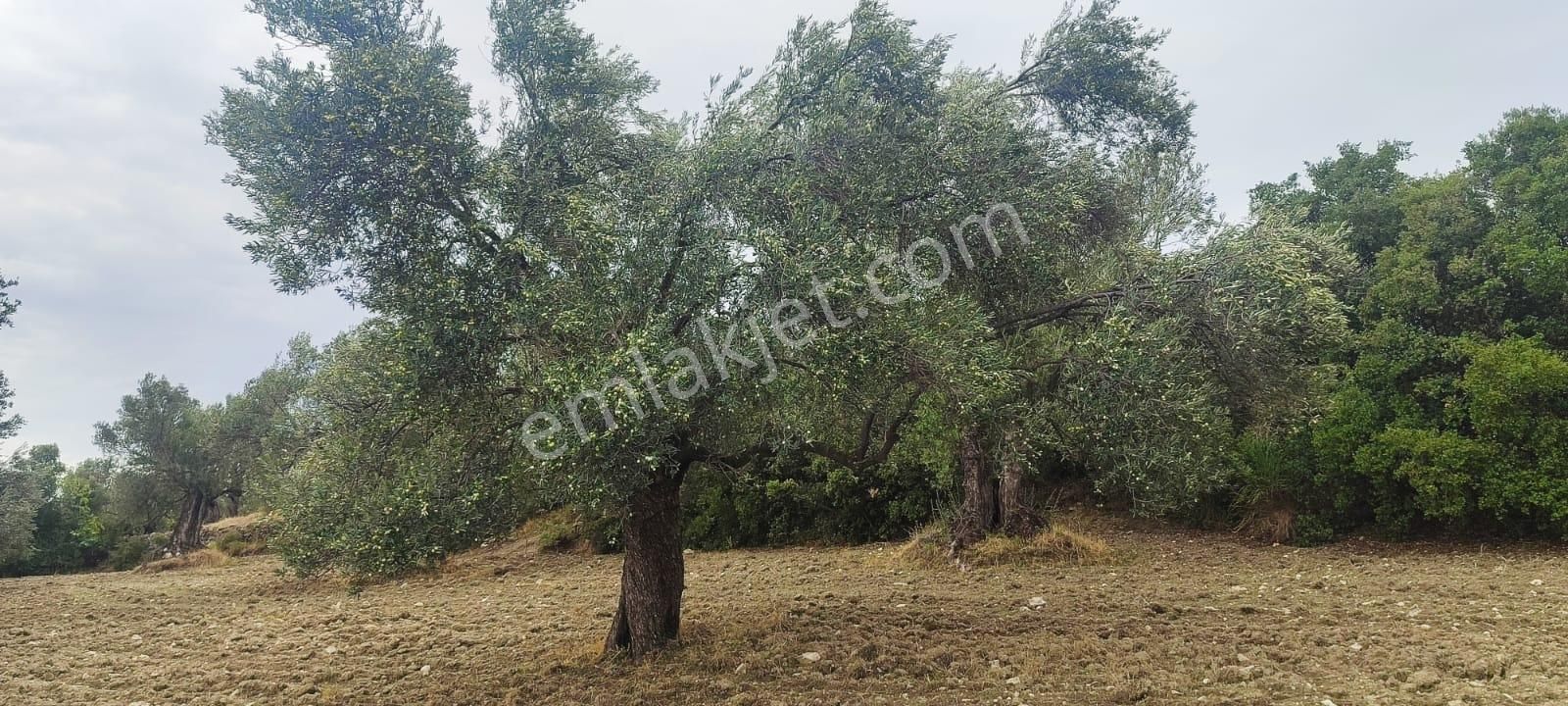 🌿 Ayvalık Gazikemalpaşa’da Yol Önü Zeytinlik – 7.023 M² - Görsel 11
