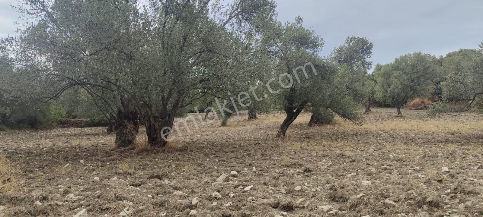 🌿 Ayvalık Gazikemalpaşa’da Yol Önü Zeytinlik – 7.023 M² - Görsel 12