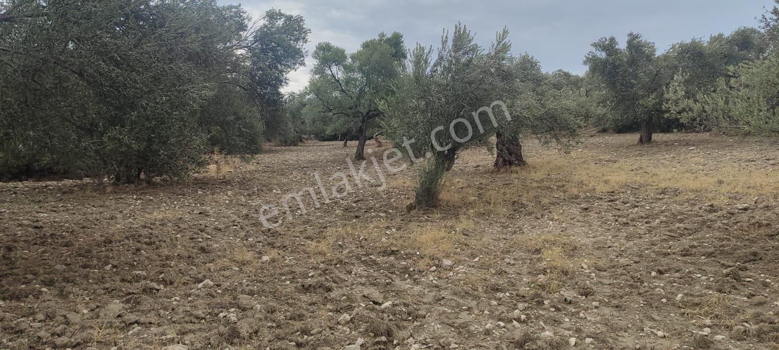 🌿 Ayvalık Gazikemalpaşa’da Yol Önü Zeytinlik – 7.023 M² - Görsel 13