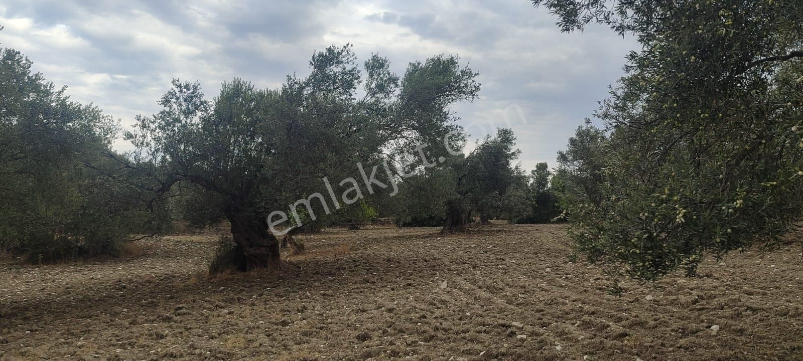 🌿 Ayvalık Gazikemalpaşa’da Yol Önü Zeytinlik – 7.023 M² - Görsel 5