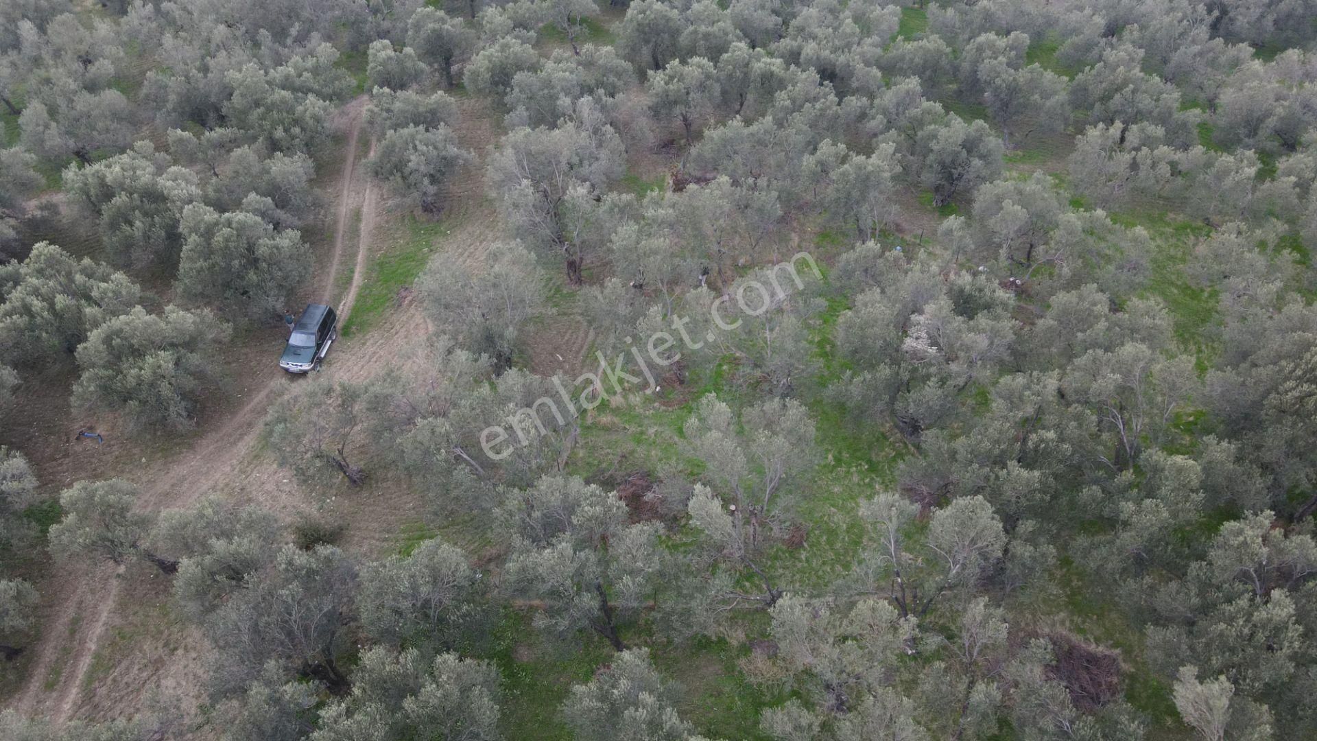 Köylüce'nin Alt Eteklerinde Uygun Fiyatlı Yatırım Fırsatı - Görsel 5