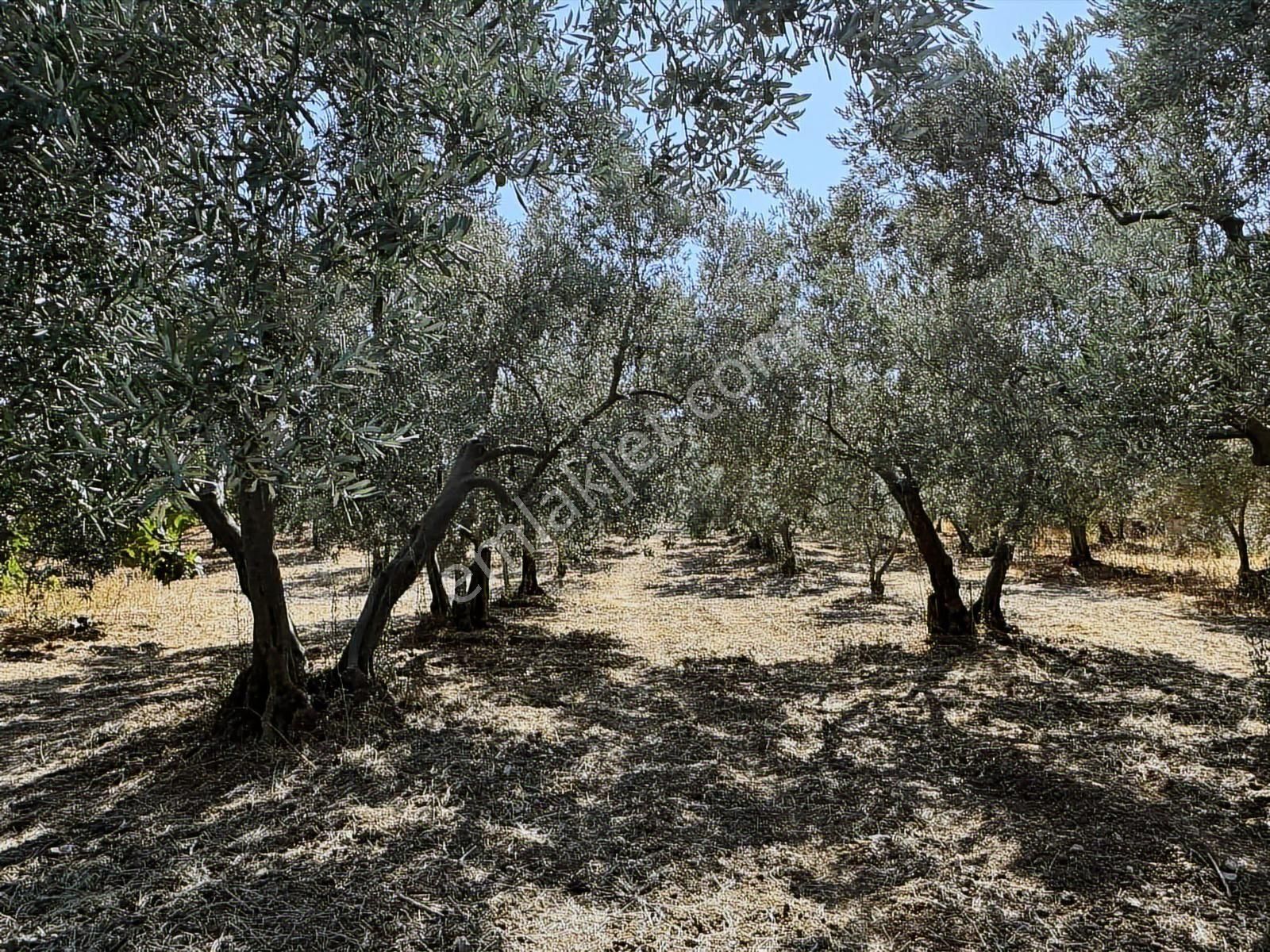 Mudanya Çepni Mahallesinde Yatırımlık Arazi - Görsel 22