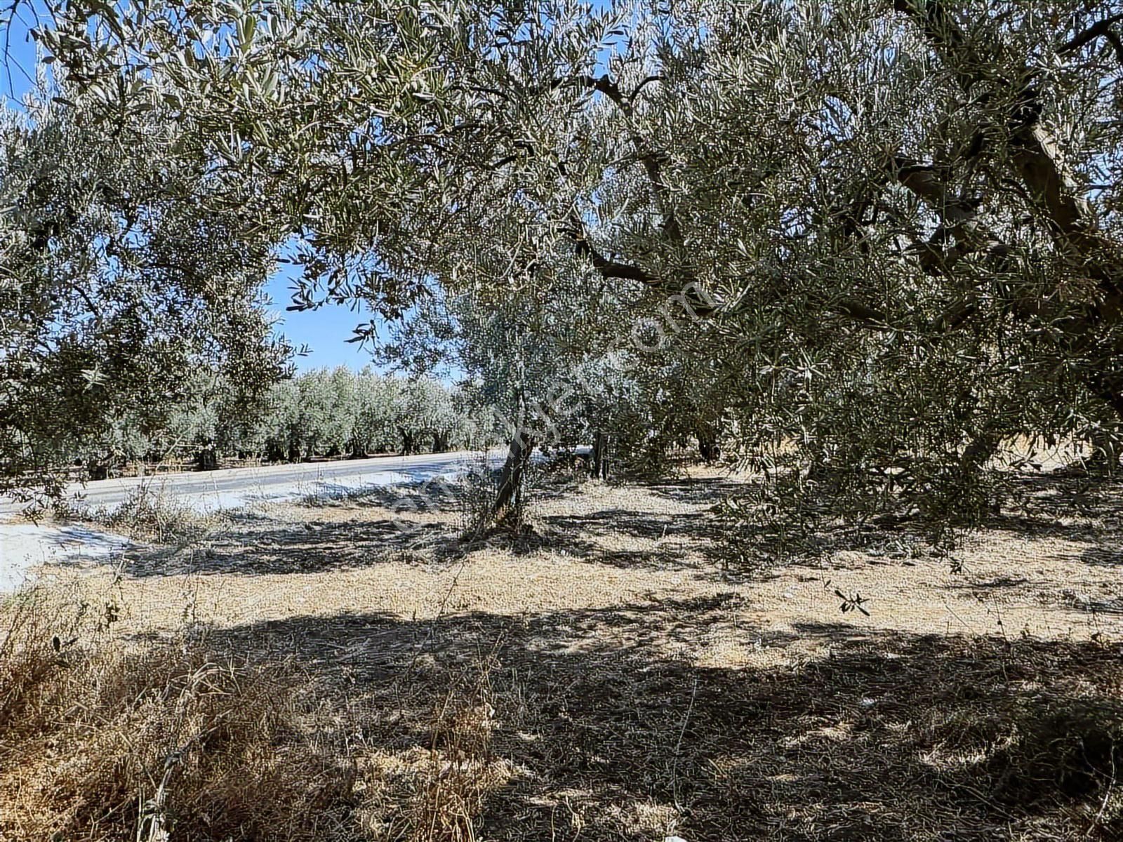 Mudanya Çepni Mahallesinde Yatırımlık Arazi - Görsel 23