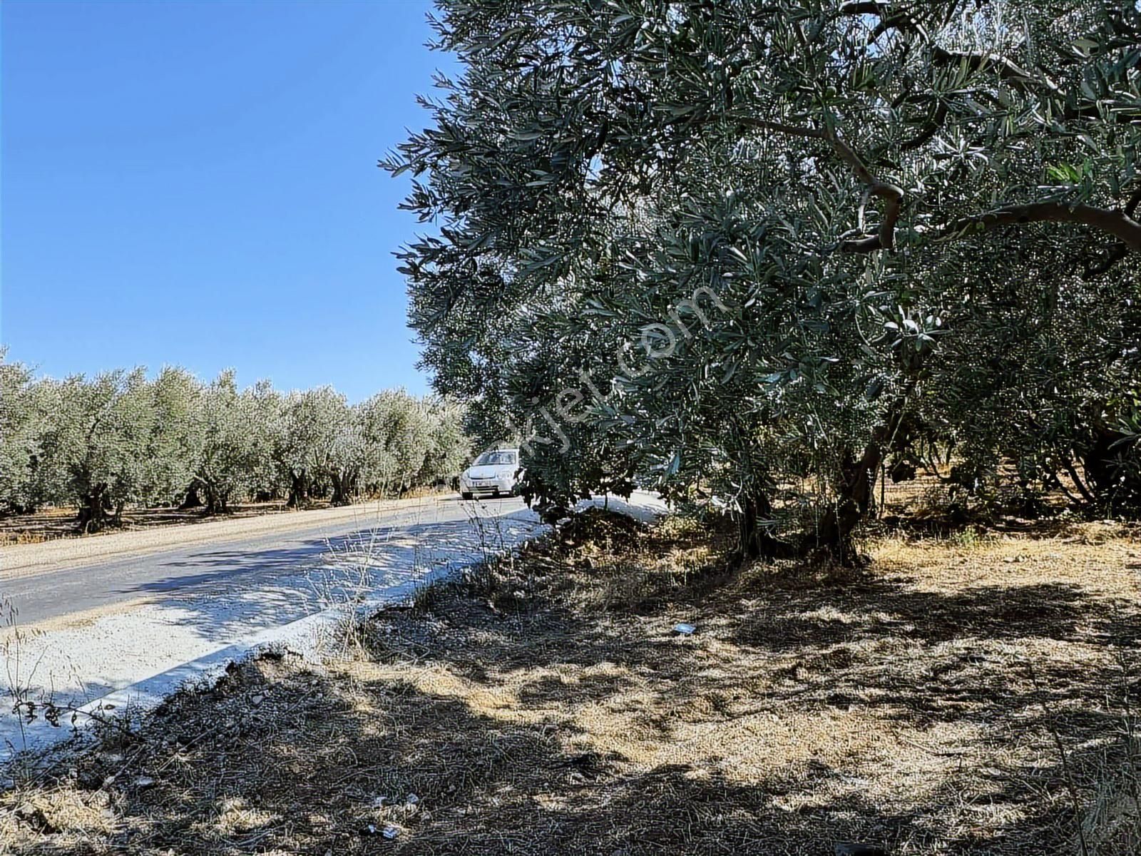 Mudanya Çepni Mahallesinde Yatırımlık Arazi - Görsel 7