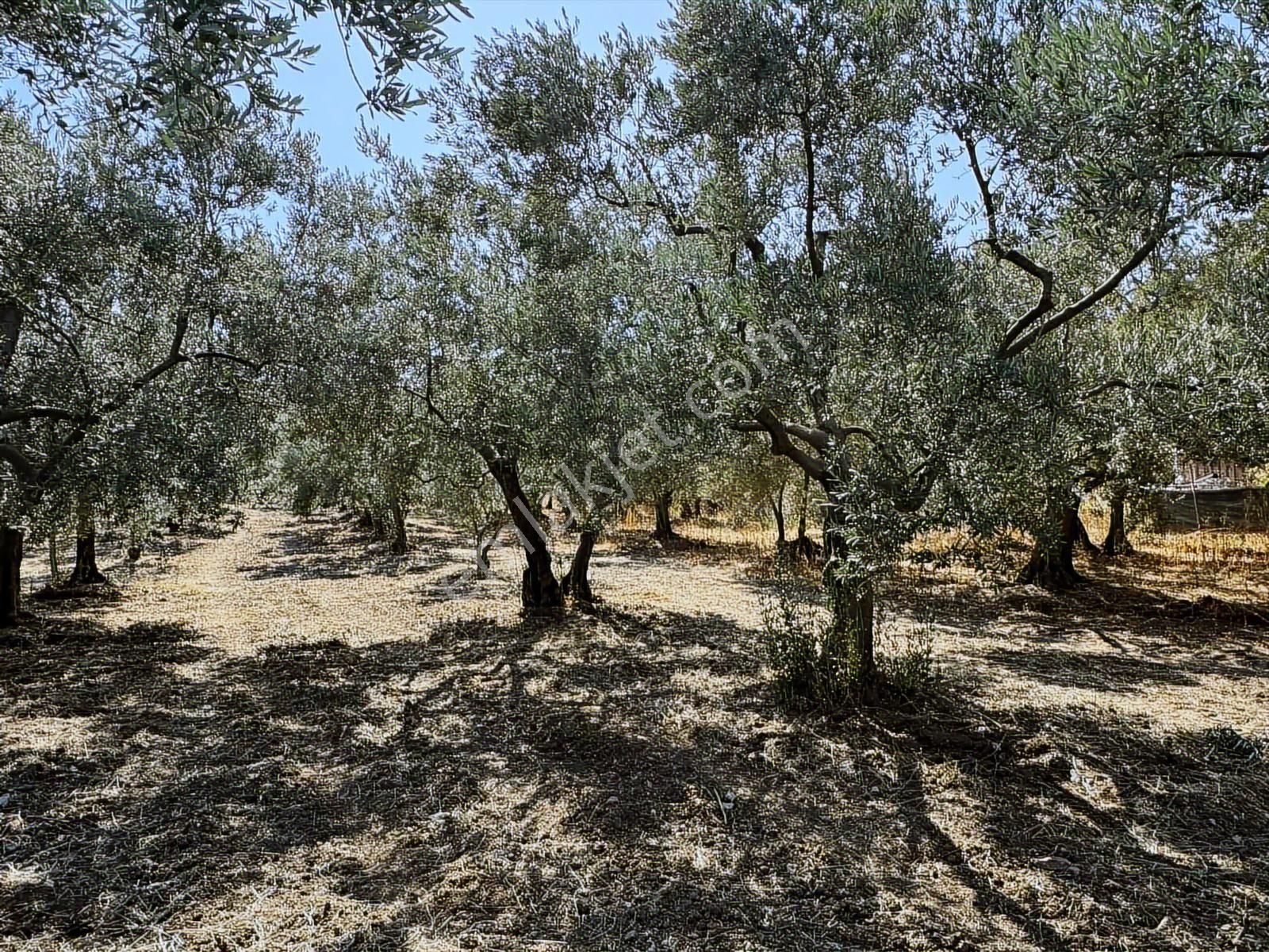 Mudanya Çepni Mahallesinde Yatırımlık Arazi - Görsel 14