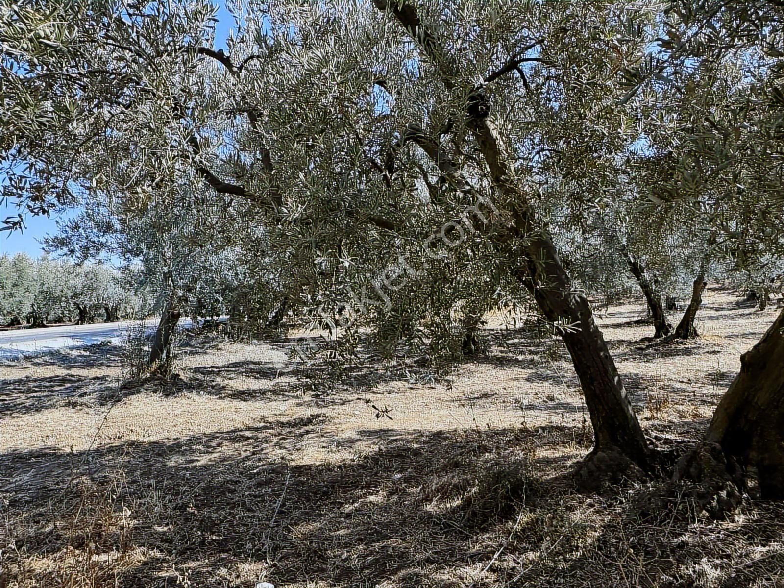 Mudanya Çepni Mahallesinde Yatırımlık Arazi - Görsel 21