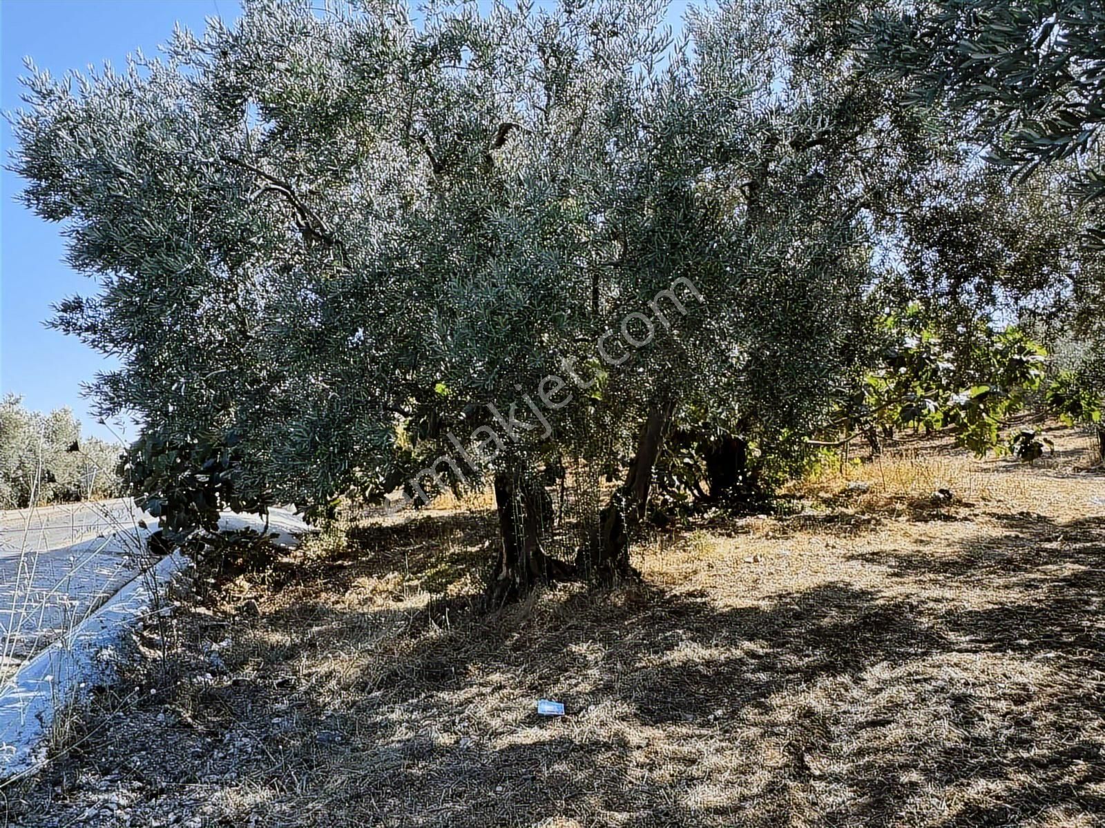 Mudanya Çepni Mahallesinde Yatırımlık Arazi - Görsel 9