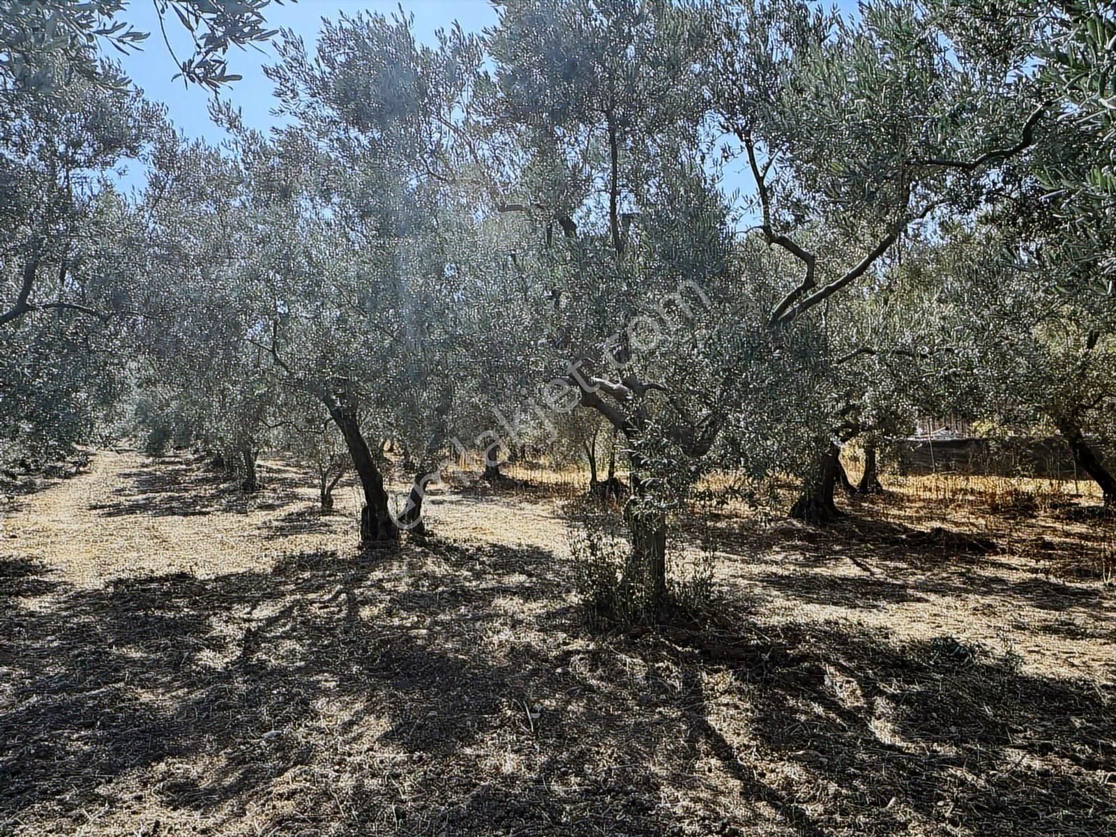 Mudanya Çepni Mahallesinde Yatırımlık Arazi - Görsel 4