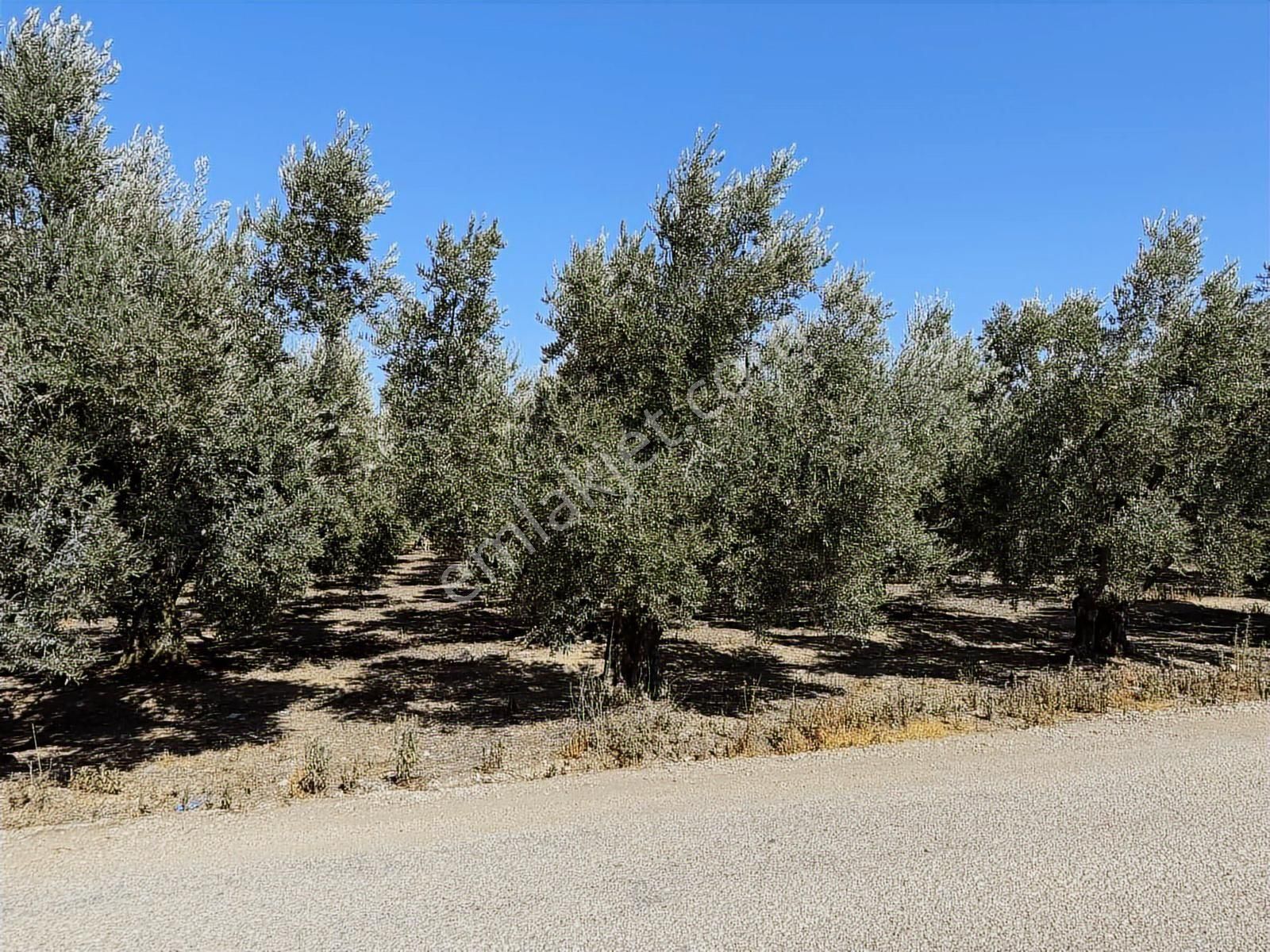 Mudanya Çepni Mahallesinde Yatırımlık Arazi - Görsel 11