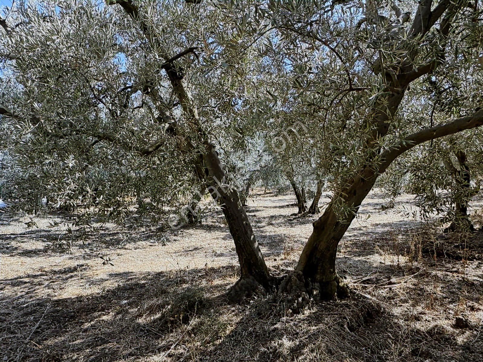 Mudanya Çepni Mahallesinde Yatırımlık Arazi - Görsel 18