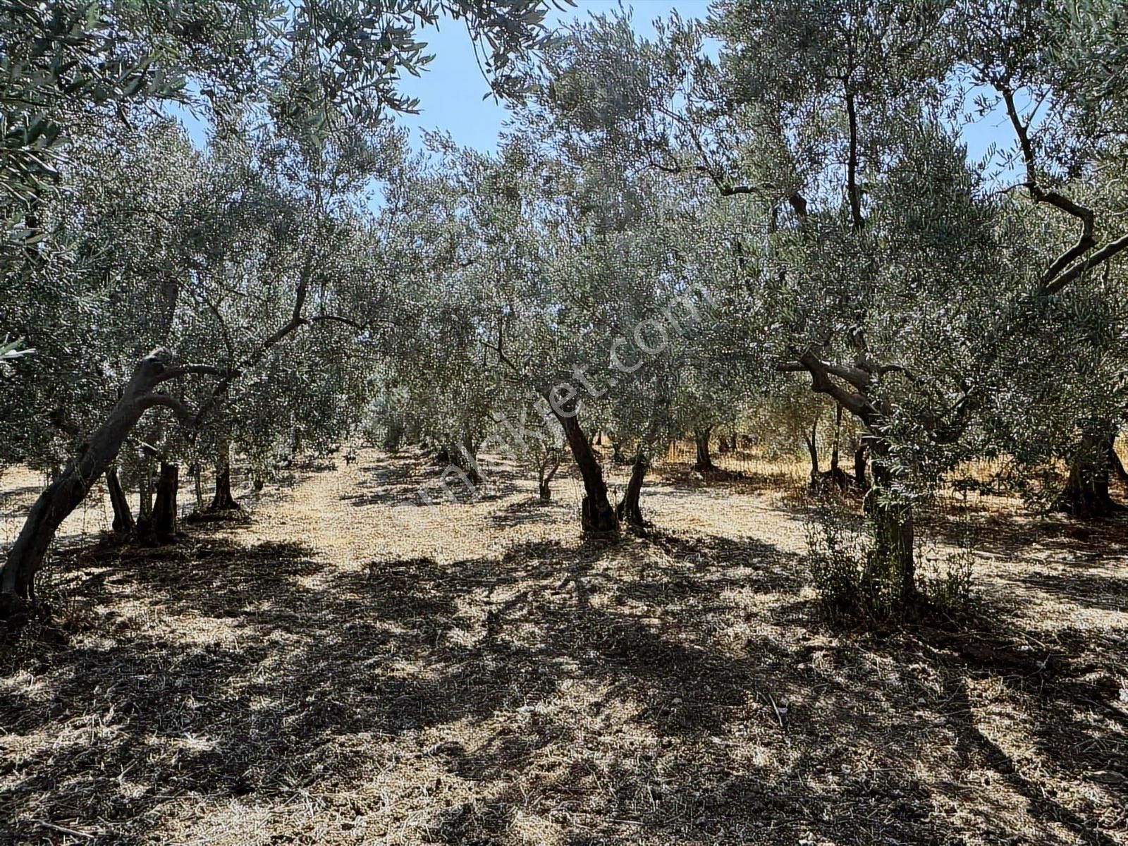 Mudanya Çepni Mahallesinde Yatırımlık Arazi - Görsel 6