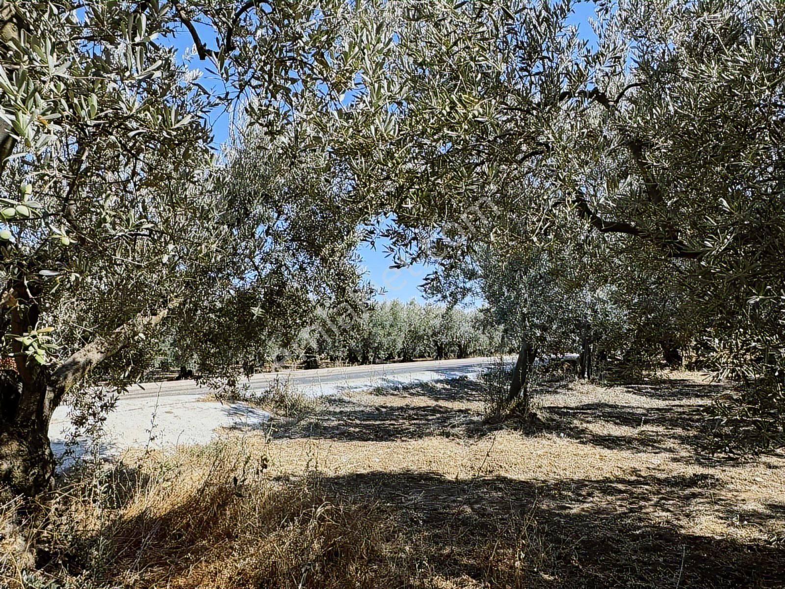 Mudanya Çepni Mahallesinde Yatırımlık Arazi - Görsel 15