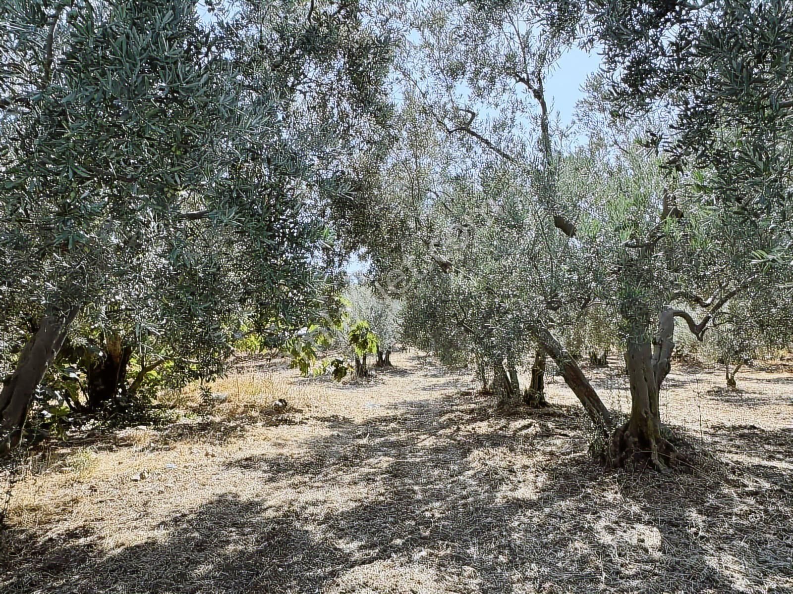 Mudanya Çepni Mahallesinde Yatırımlık Arazi - Görsel 10