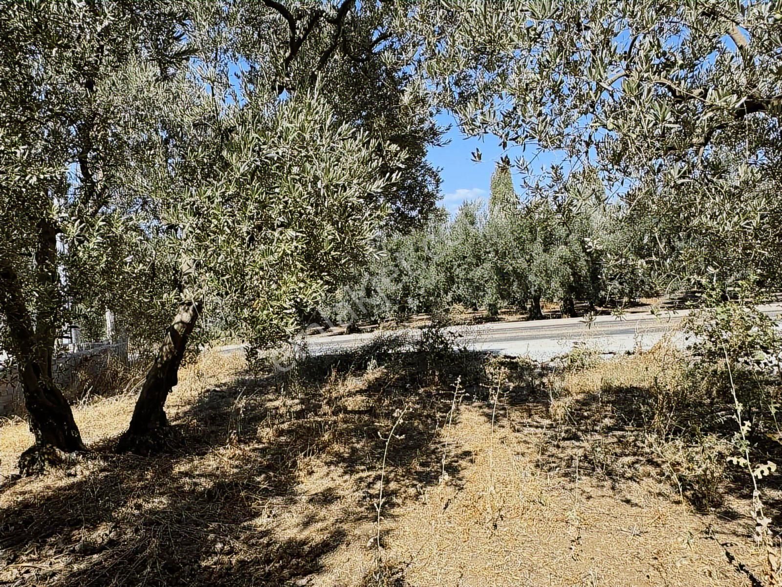 Mudanya Çepni Mahallesinde Yatırımlık Arazi - Görsel 13