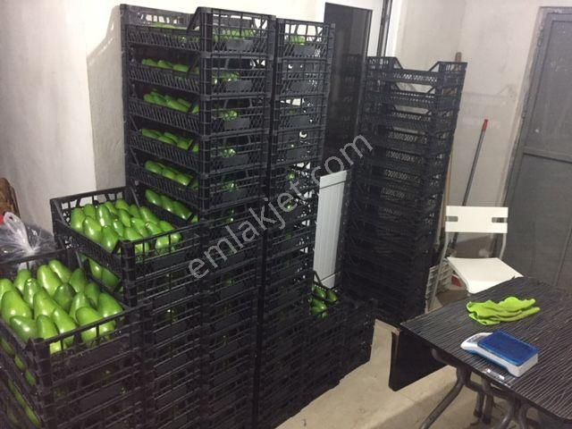 Arsaya Ve Avokado Bahçesine Kısa Vadeli Yatırım Düşünenlere