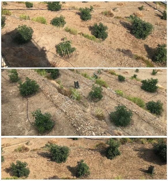 Arsaya Ve Avokado Bahçesine Kısa Vadeli Yatırım Düşünenlere - Görsel 2