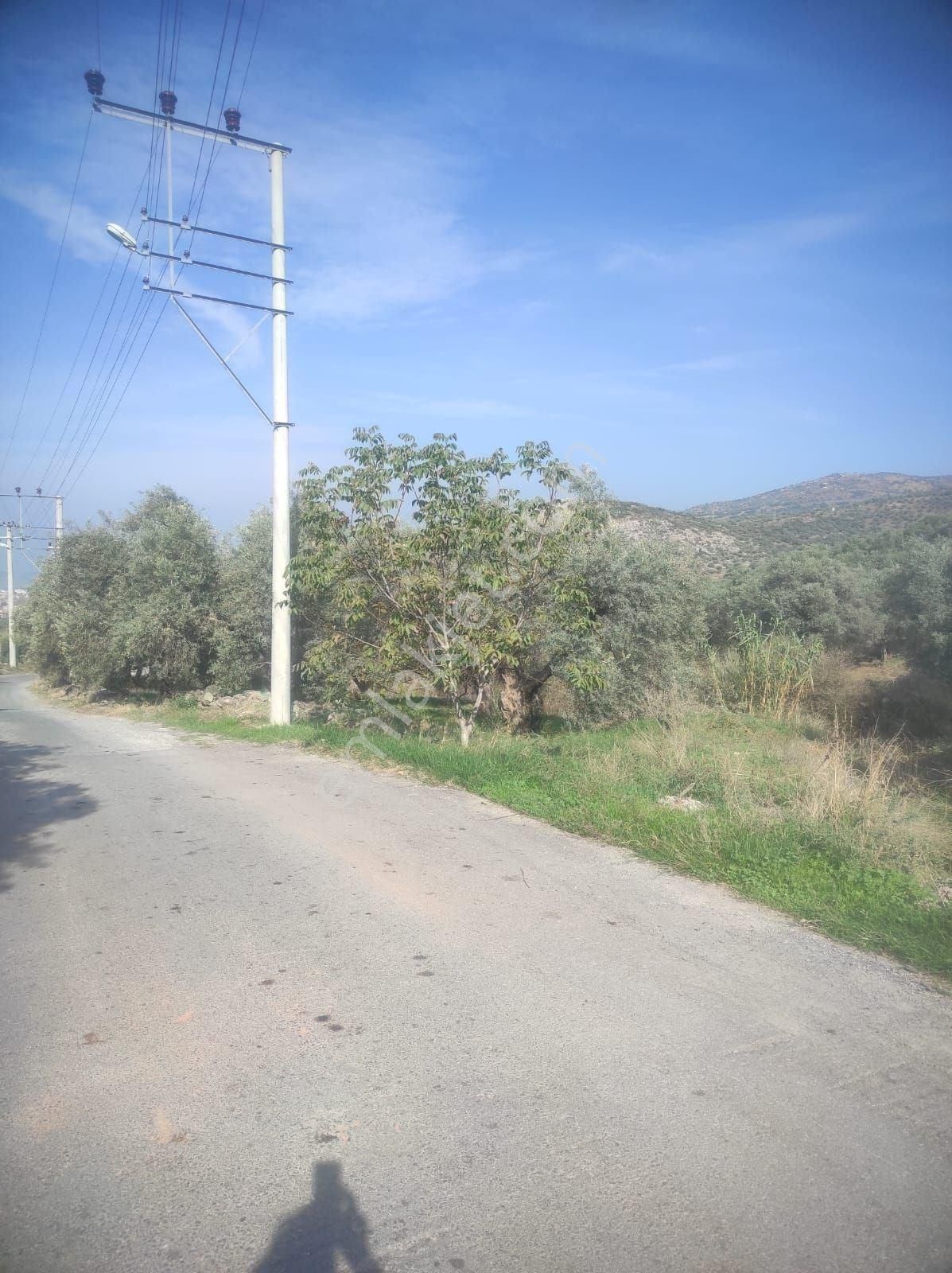 İzmir Selçuk Merkeze 5 Dakika Mesafede Verimli Zeytinlik - Görsel 8