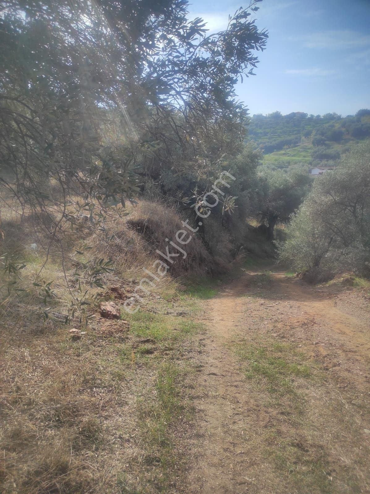 İzmir Selçuk Merkeze 5 Dakika Mesafede Verimli Zeytinlik - Görsel 3