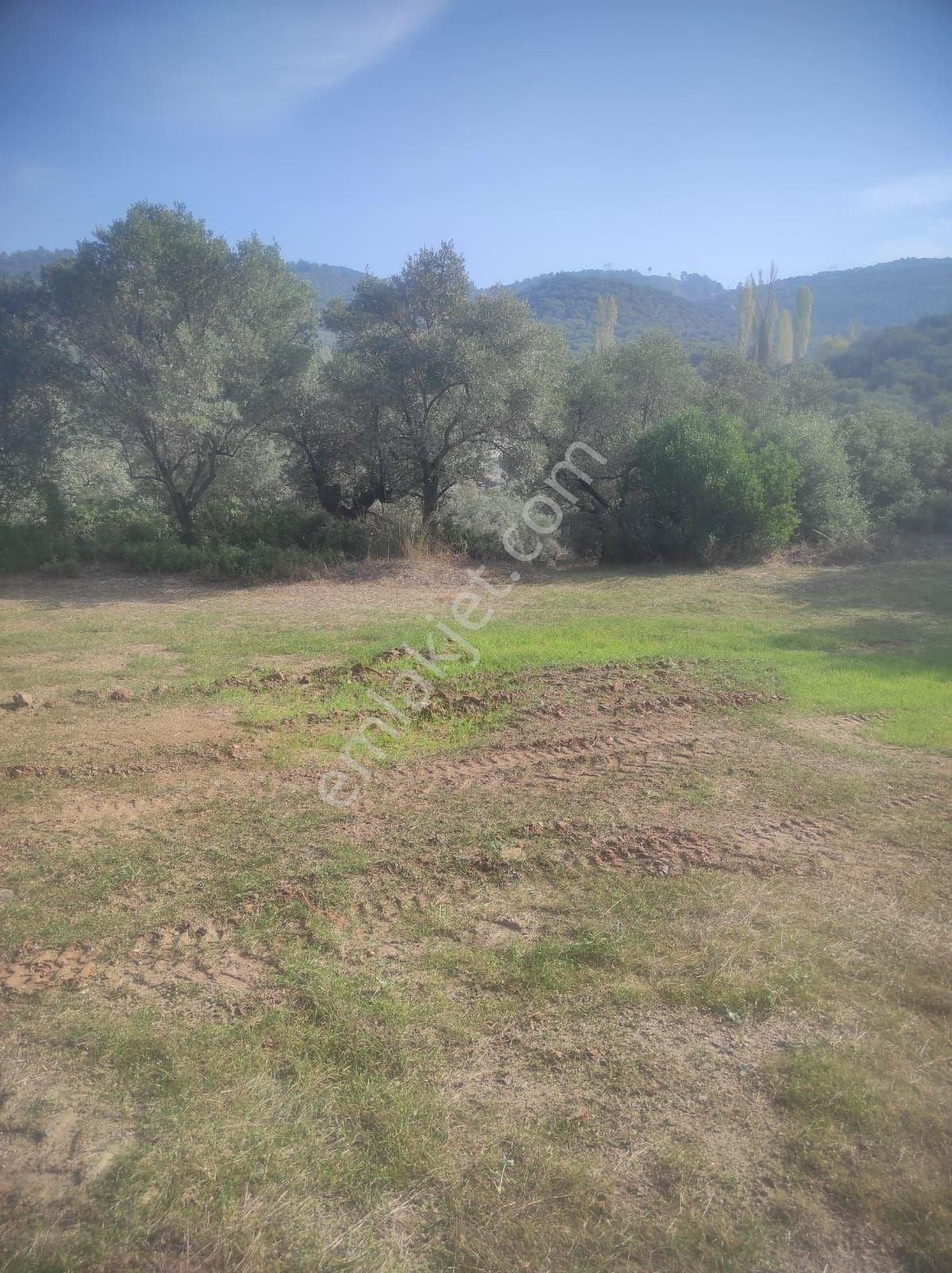 İzmir Selçuk Merkeze 5 Dakika Mesafede Verimli Zeytinlik - Görsel 6