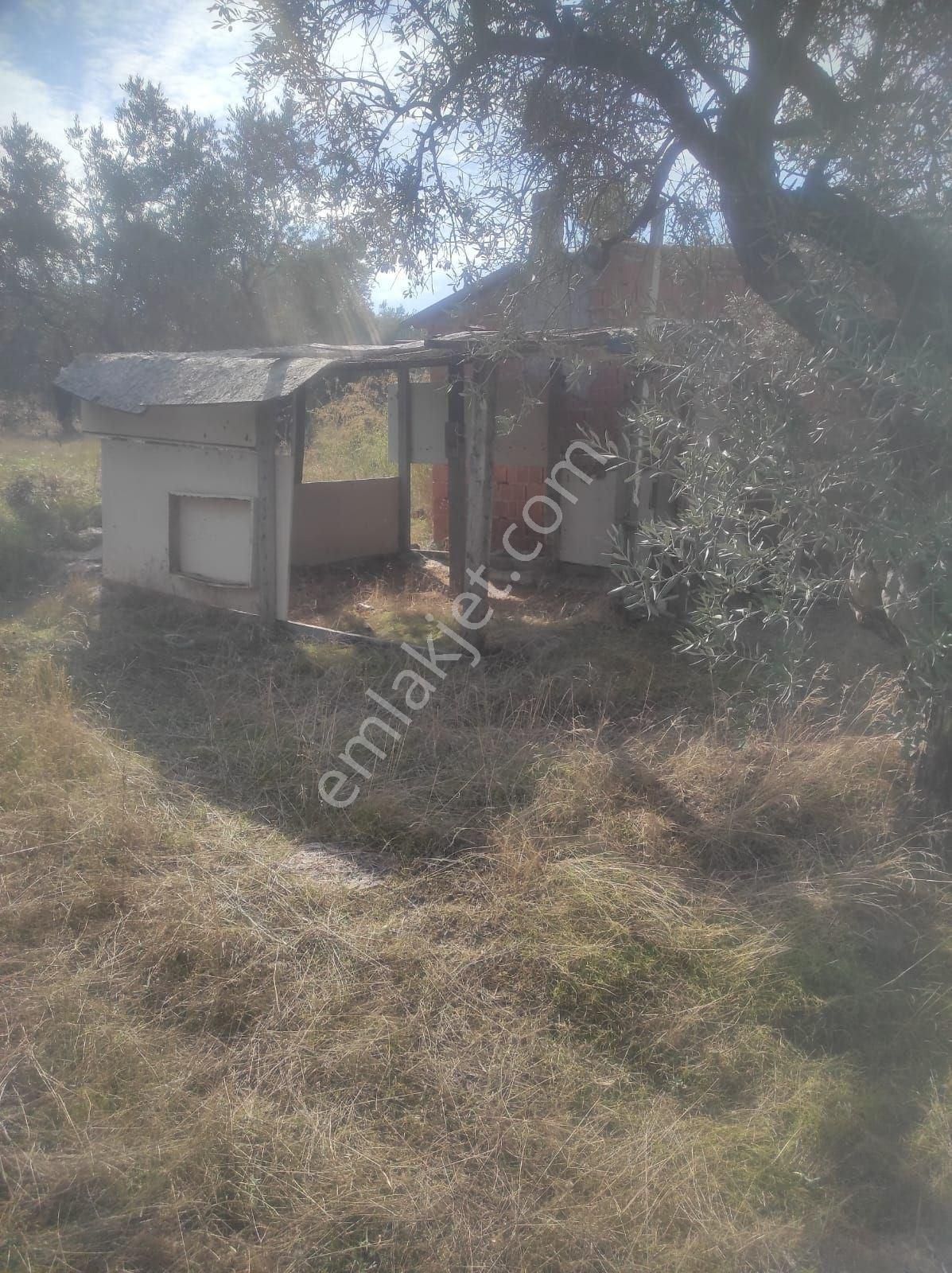 İzmir Selçuk Merkeze 5 Dakika Mesafede Verimli Zeytinlik - Görsel 15