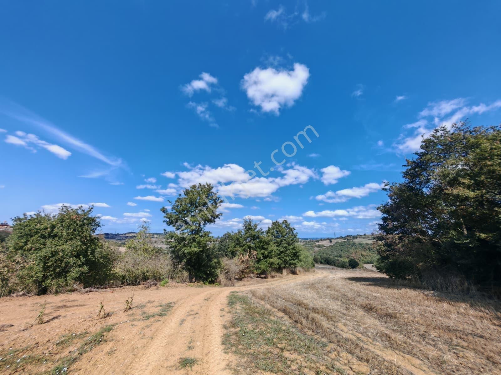 Remax Mavi Kaynarca Eğrioğlu 3780m2 Yatırımlık Fındık Bahçesi - Görsel 12