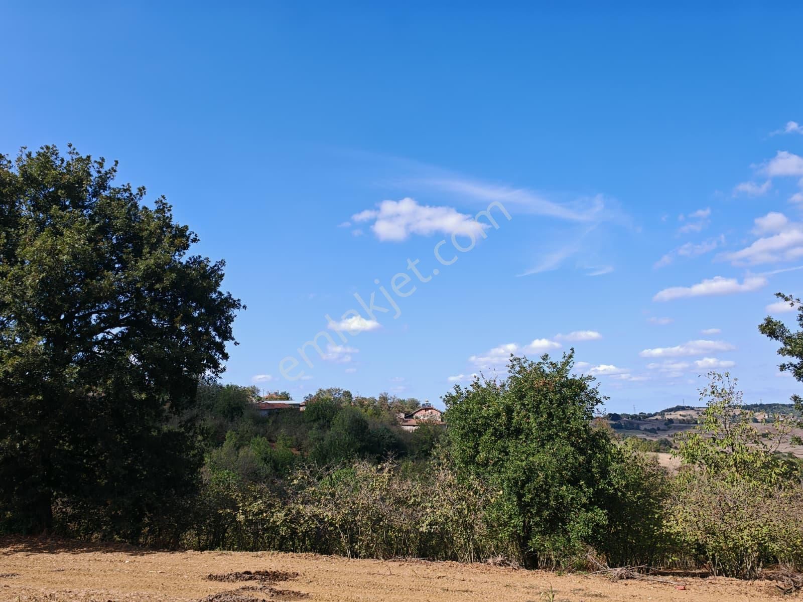 Remax Mavi Kaynarca Eğrioğlu 3780m2 Yatırımlık Fındık Bahçesi - Görsel 4