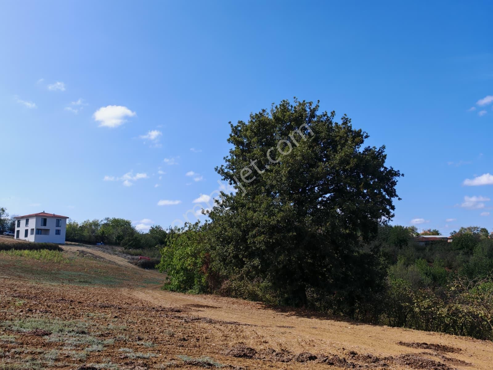 Remax Mavi Kaynarca Eğrioğlu 3780m2 Yatırımlık Fındık Bahçesi - Görsel 5