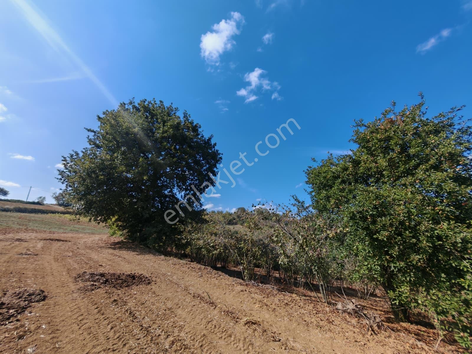 Remax Mavi Kaynarca Eğrioğlu 3780m2 Yatırımlık Fındık Bahçesi - Görsel 8