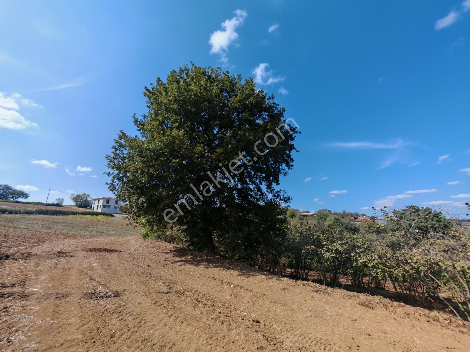 Remax Mavi Kaynarca Eğrioğlu 3780m2 Yatırımlık Fındık Bahçesi - Görsel 13