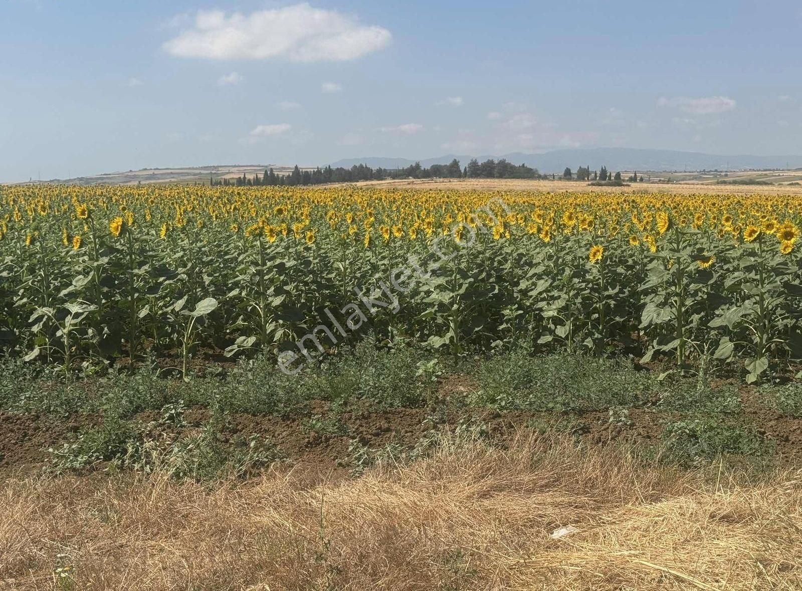 Tema Emlaktan Tekirdağ Yağcı Mah Satılık Arsa - Görsel 14