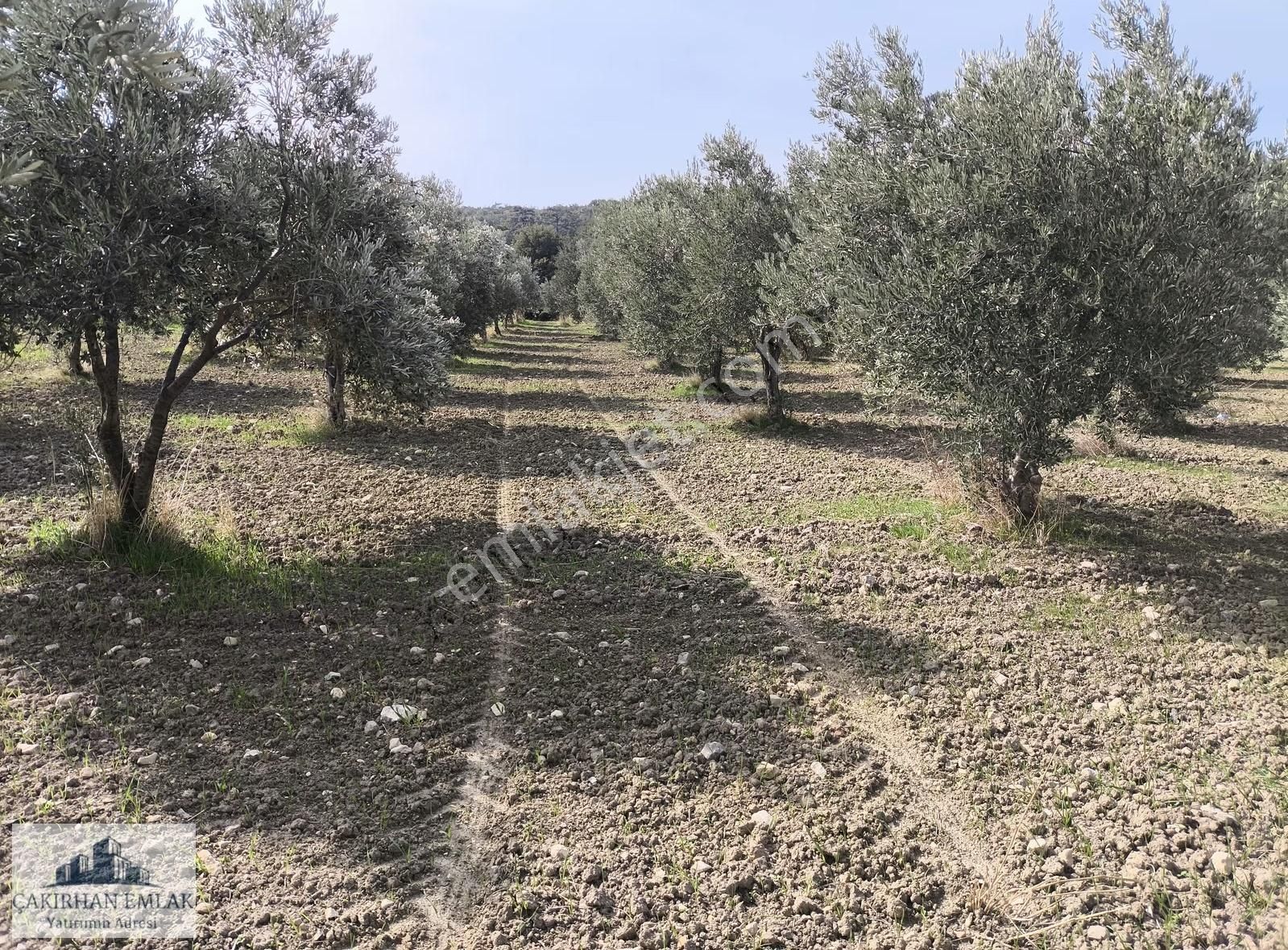 Bergama Örlemiş Zeytindag Yolu Na Cepheli Satılık Zeytinlik - Görsel 3