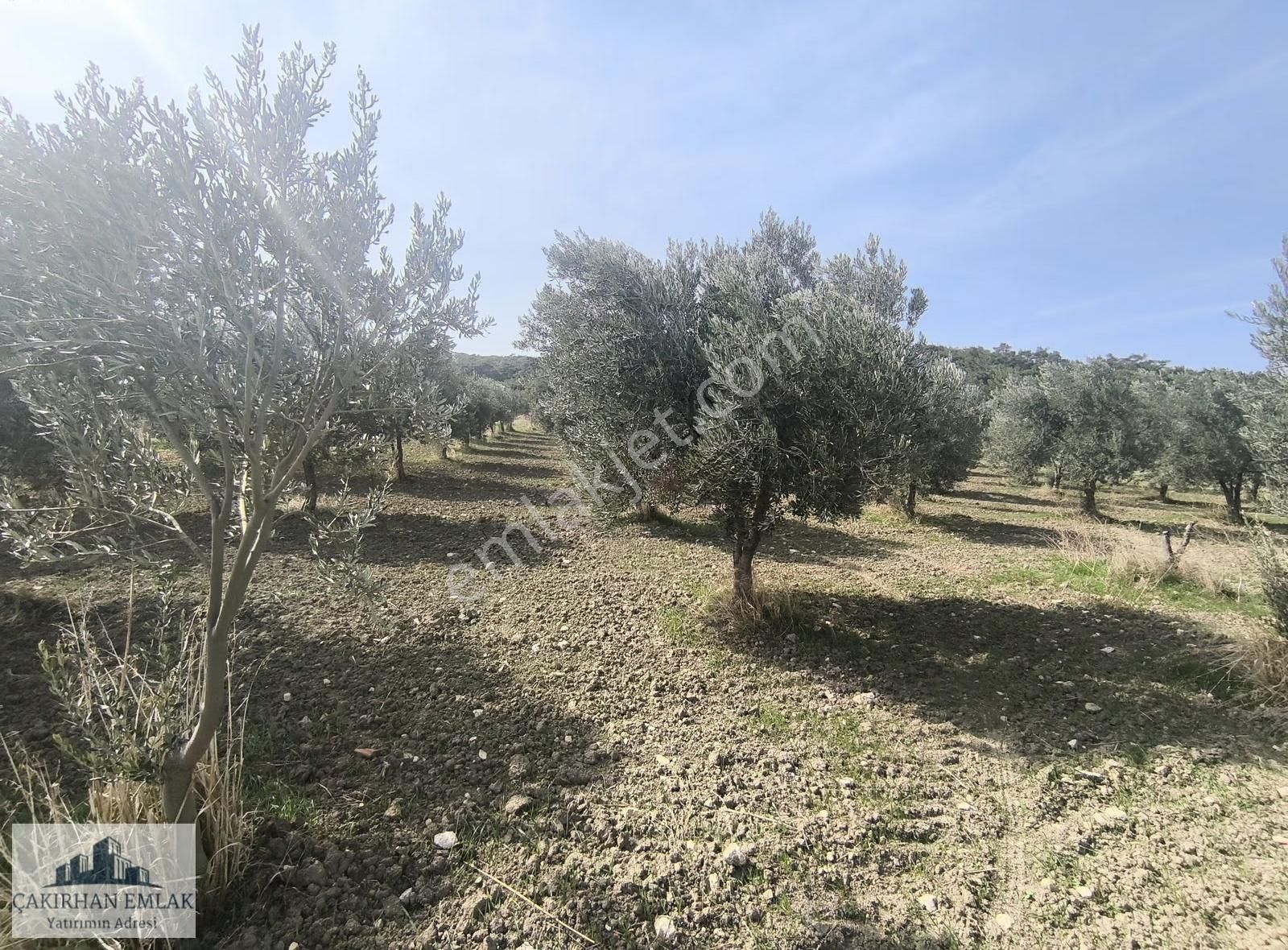 Bergama Örlemiş Zeytindag Yolu Na Cepheli Satılık Zeytinlik - Görsel 6