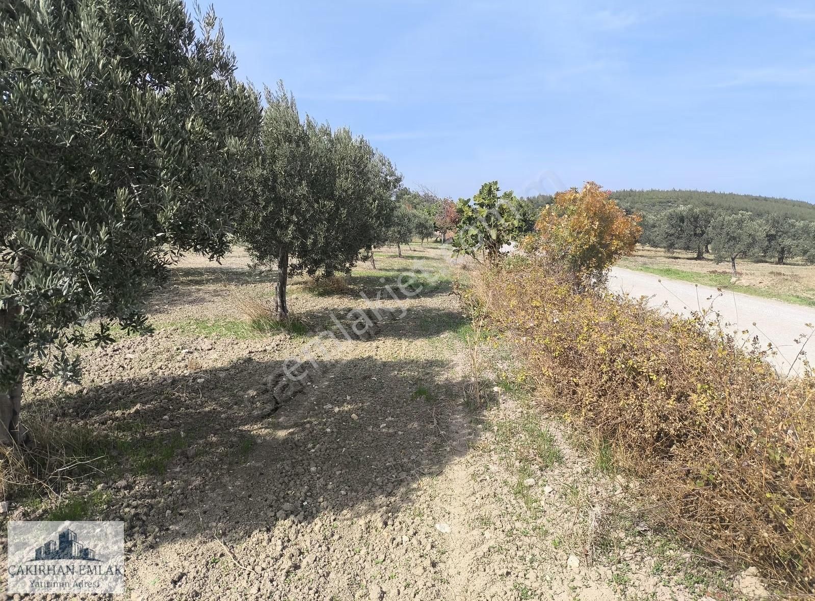 Bergama Örlemiş Zeytindag Yolu Na Cepheli Satılık Zeytinlik - Görsel 5