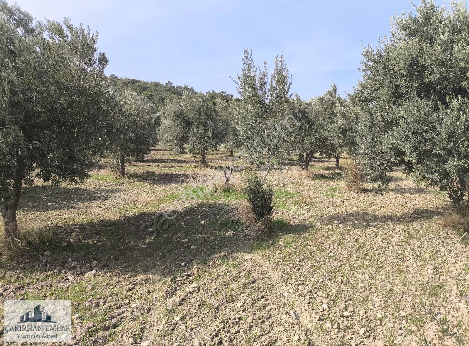 Bergama Örlemiş Zeytindag Yolu Na Cepheli Satılık Zeytinlik - Görsel 8